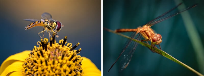 Split image: Left side shows a close-up of a hoverfly on a yellow flower; right side shows a close-up of an orange dragonfly perched on a green blade of grass against a soft background.
