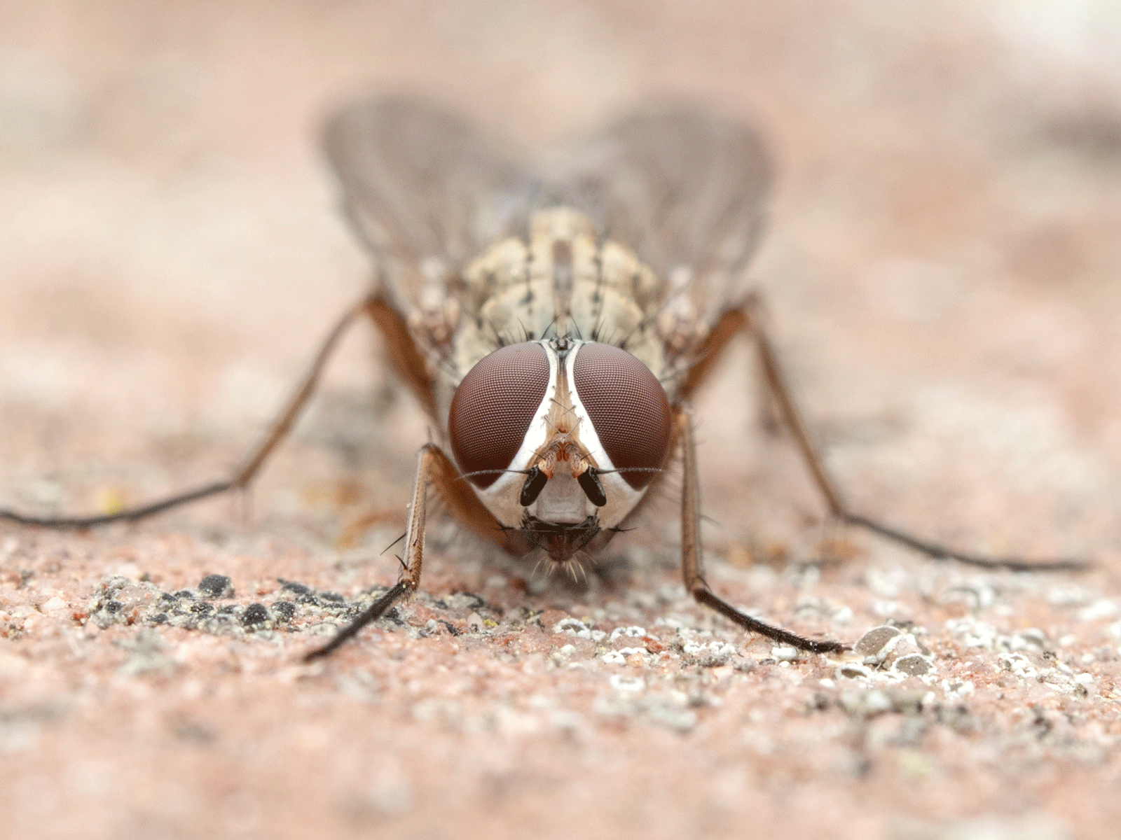 Close-up image of a housefly facing the camera, showing detailed eyes and head, with a blurred background and sandy surface underneath.