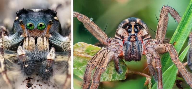 Close-up photos of two spiders: the left shows a fuzzy spider with large green eyes and black markings, while the right features a brown spider with striped legs on green leaves.