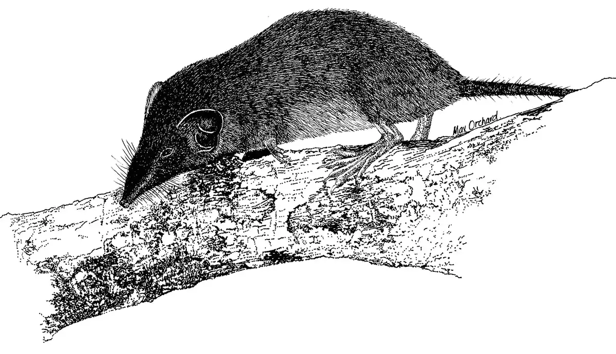 Australia's Only Shrew is Now officially Extinct, Killed by Non-native Species Introduced by Humans