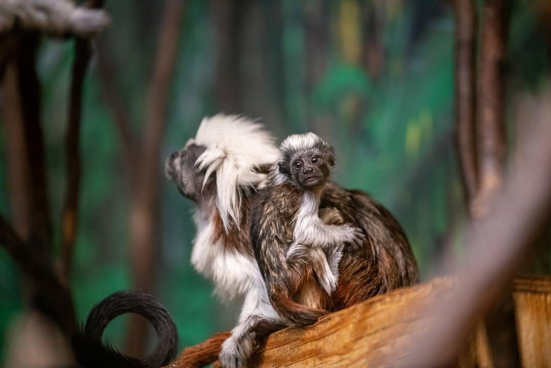 Look: Cotton-top tamarin monkey born at Minnesota zoo