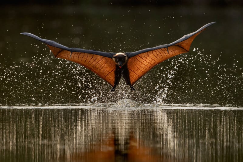 A bat flying over water.