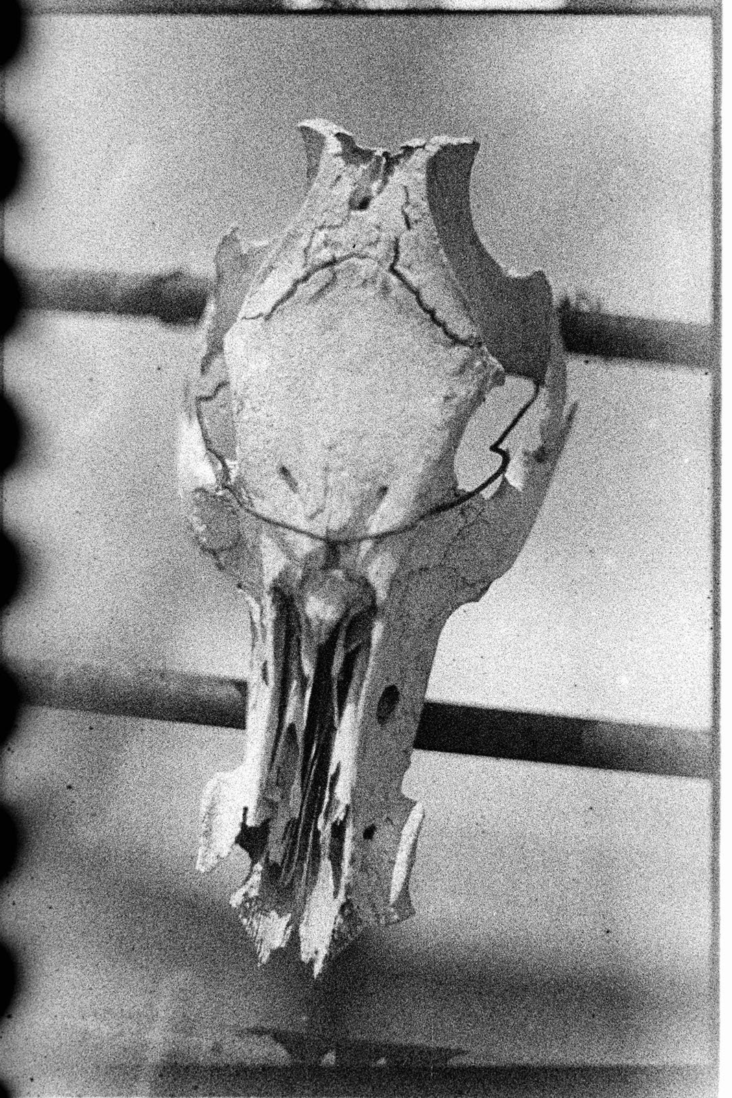 A weathered animal skull with visible cracks and holes is displayed against a plain background, mounted on horizontal rods. The black and white image has a grainy, vintage texture.