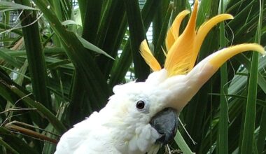 Dublin Zoo name bird after Republic of Ireland’s hat-trick hero – The Irish Times