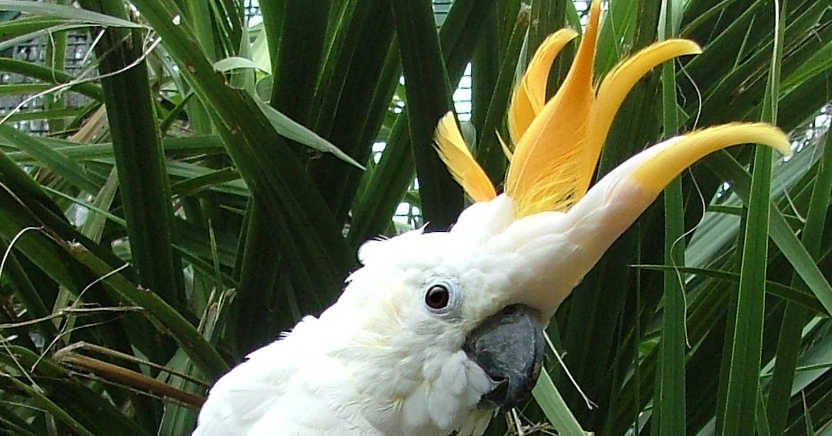 Dublin Zoo name bird after Republic of Ireland’s hat-trick hero – The Irish Times