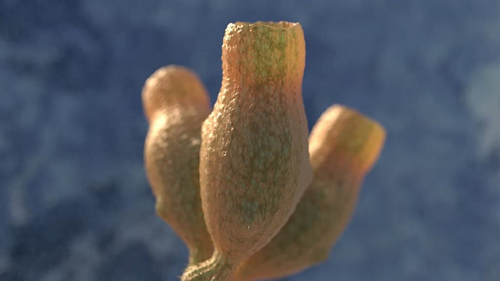 3D reconstruction of the mysterious Proterozoic organism Diskagma buttonii