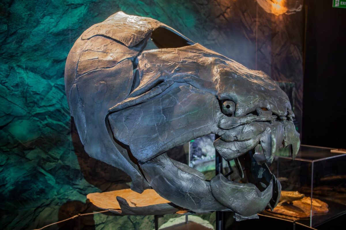 Dunkleosteus model