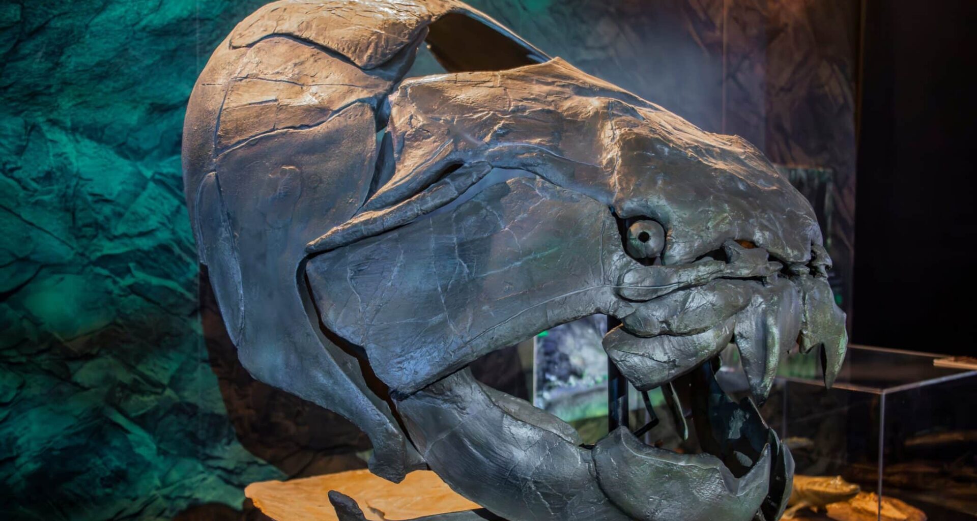 Study Rewrites The Book On One Of History's Most Fearsome Predators