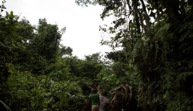 Exclusive: France leads $2.5 billion initiative to safeguard Congo's forest