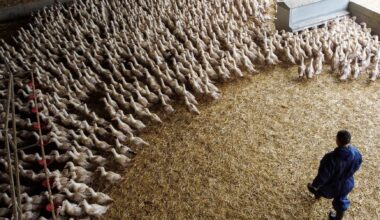 Bird flu virus could risk pandemic worse than COVID if it mutates, France's Institut Pasteur says