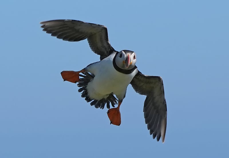 A puffin at the Saltee Islands off the Co Wexford coast. Photograph: Niall Carson/PA Wire