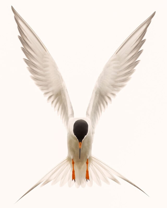 A white bird with orange feet and a black cap on its head is photographed from the front, wings spread wide and tail fanned out, against a light background.