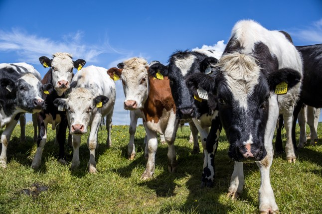 Holstein cows at meadow