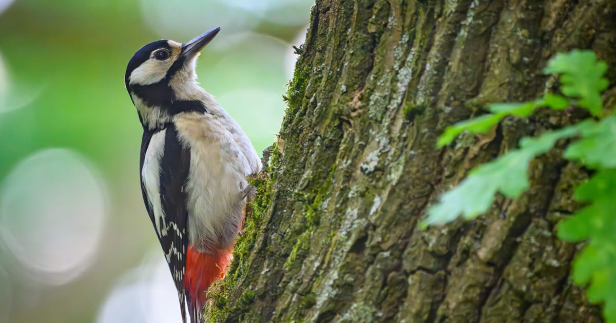 The EU’s grand new plan to replace fossil fuels with trees – POLITICO