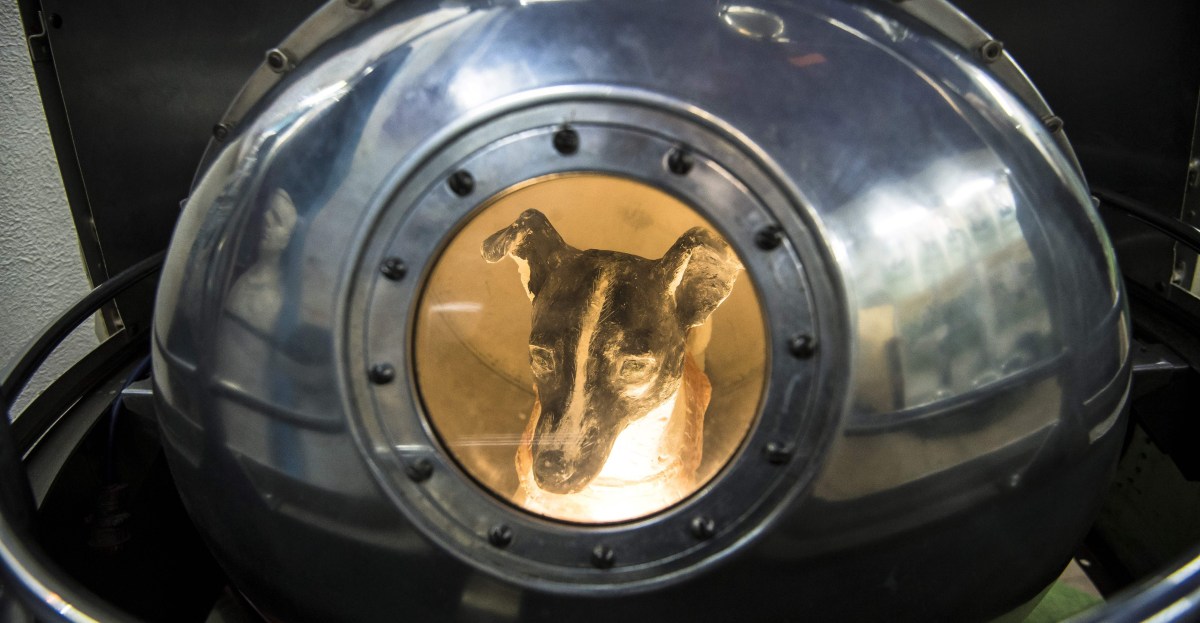 Why did we send Laika to space? The tragedy of the first animal to orbit the earth, explained