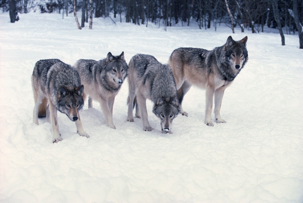 Viral Video: Man Confronts Wolf Pack in Yellowstone