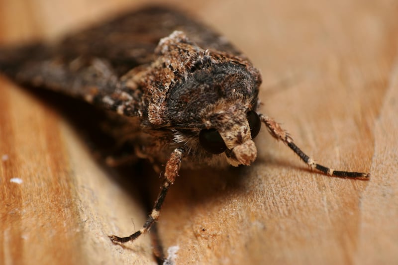Bogong moths embark on an awe-inspiring migratory journey. Photograph: iStock