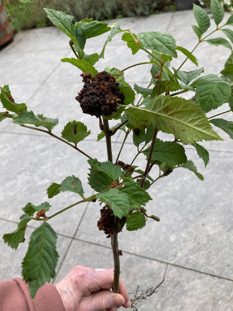 A gall caused by a gall mite