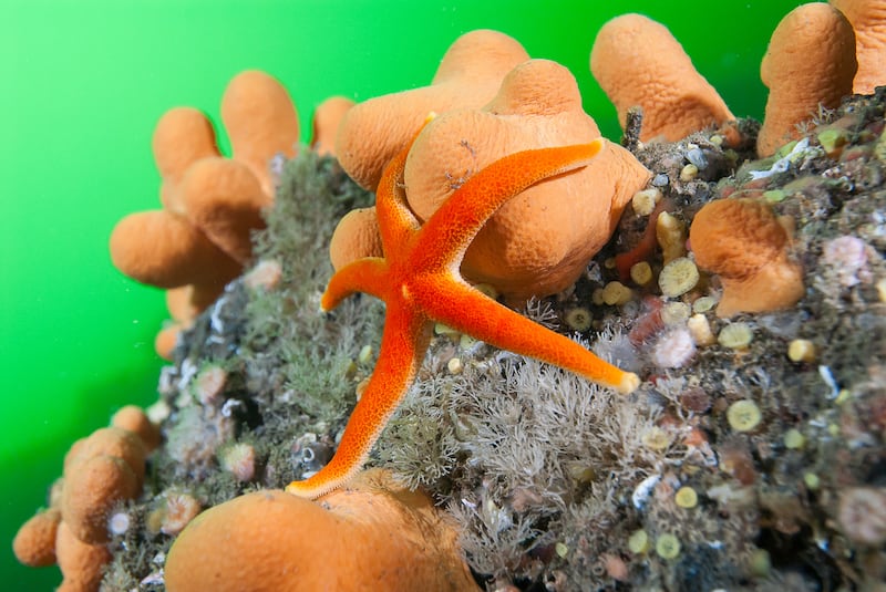 Bloody henry starfish near the Aran Islands. Photograph: Nigel Motyer