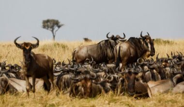 Kenya Wildlife Service rejects wildebeest migration concerns linked to luxury lodge