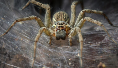 Arachnid Megacity Discovered in Cave May Be World's Largest Spider Web : ScienceAlert