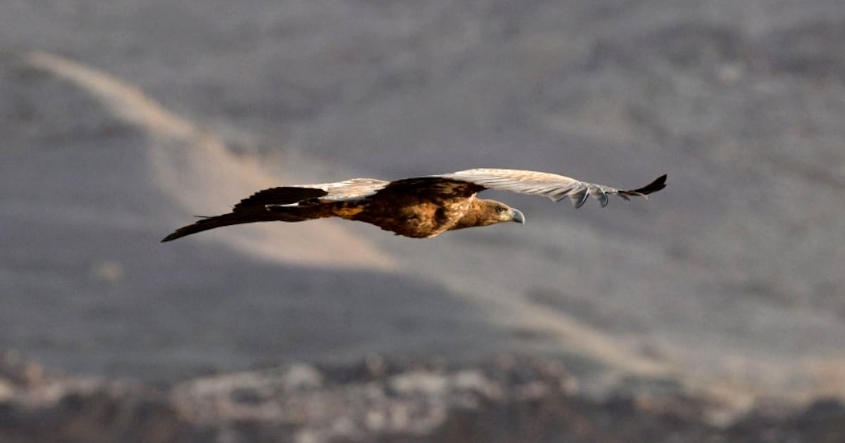 White-tailed eagle sighted in Saudi Arabia for first time in 20 years