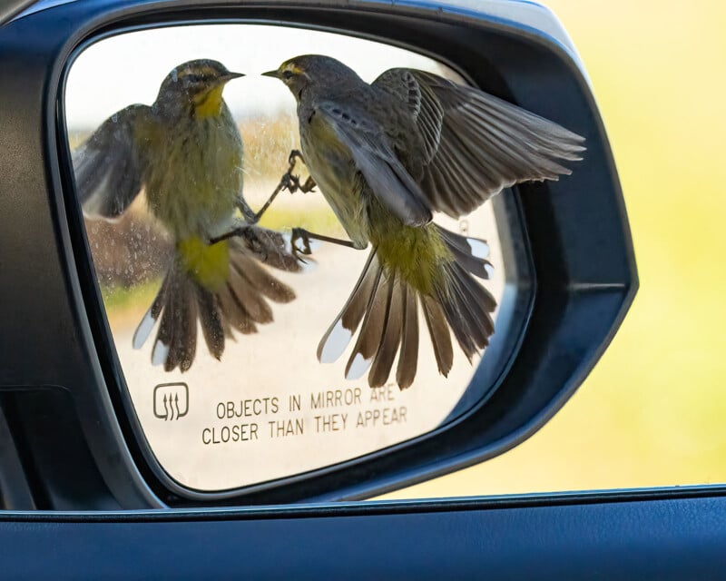 A small bird perches on a car's side mirror, its reflection clearly visible as it appears to interact with itself. The words "Objects in mirror are closer than they appear" are printed on the mirror.