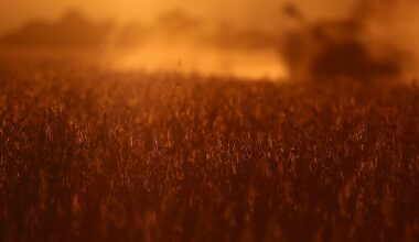 Deforestation in Brazil's Cerrado region hurts potential soybean output, study shows