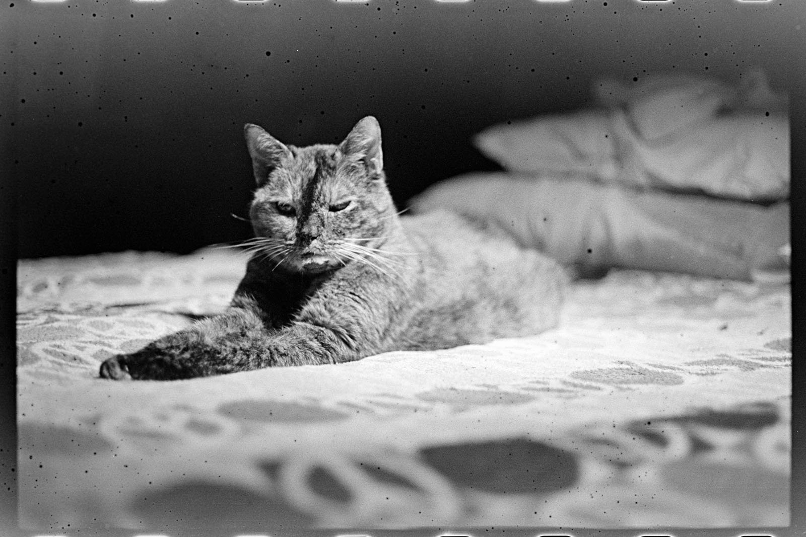 A cat lies stretched out on a bed, looking relaxed. There are pillows stacked in the background, and the image has a black and white, film-like quality with visible dust and scratches.