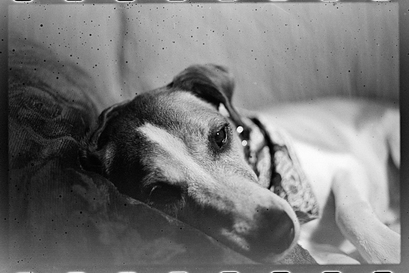 A black and white photo of a dog lying down on a couch, resting its head on a cushion. The dog appears relaxed and is wearing a collar. The image has a vintage, film-like quality with visible grain and speckles.