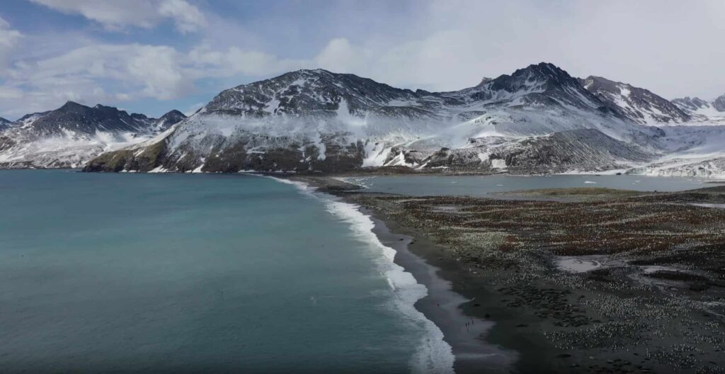 Aerial shot of a beach with elephant seal colony affected by avian influenza