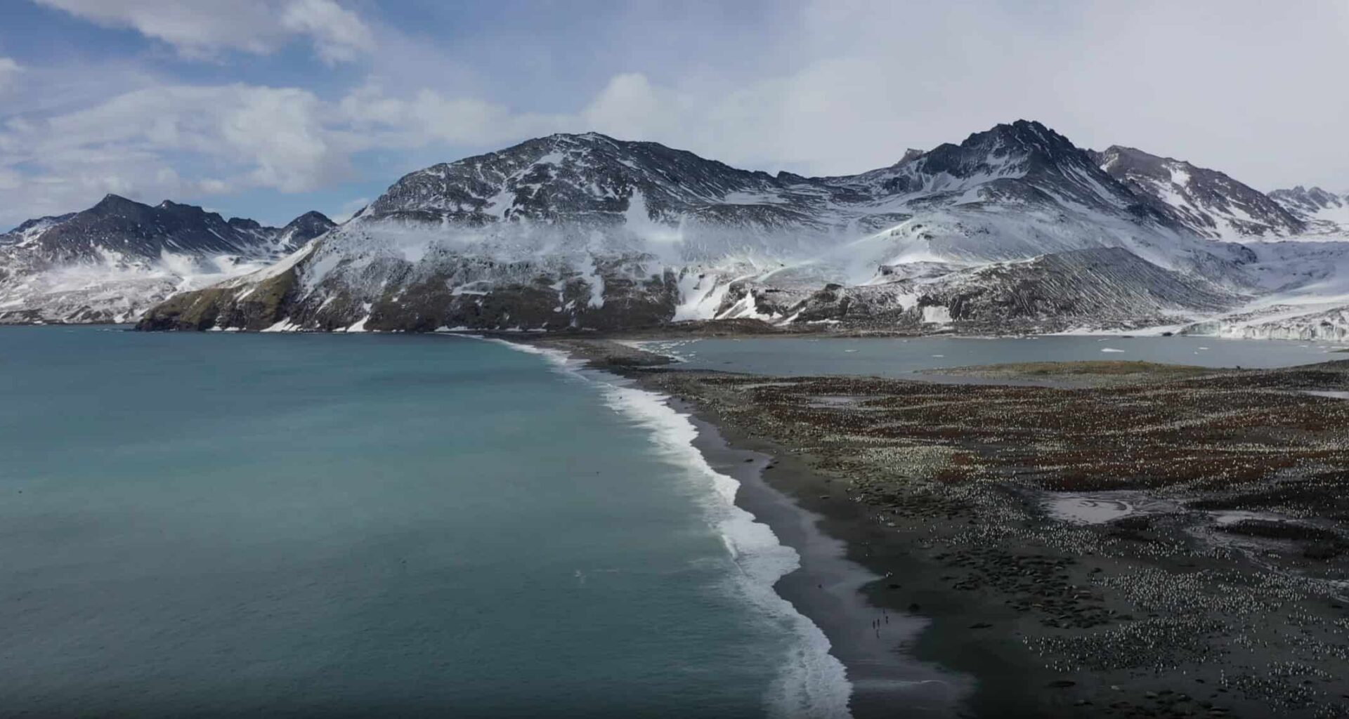 Avian Flu Wipes Out Nearly Half of Breeding Elephant Seals at World’s Largest Colony
