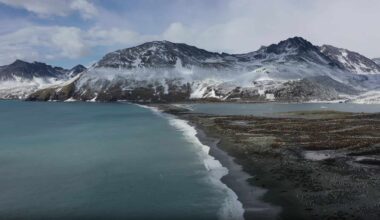 Avian Flu Wipes Out Nearly Half of Breeding Elephant Seals at World’s Largest Colony