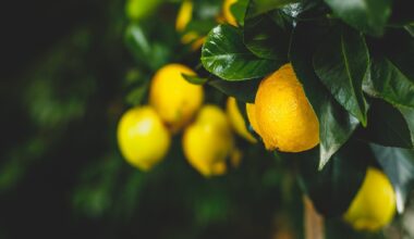 Study: Impact of a food supplement containing Citrus limon L. Osbeck and Vitis vinifera L. extracts, hesperidin and chromium in combination with an isocaloric diet on glucose and lipid metabolism in subjects with impaired fasting blood glucose: a single-center, controlled, randomized, parallel-arm, double-blind clinical trial. Image Credit: nnattalli / Shutterstock