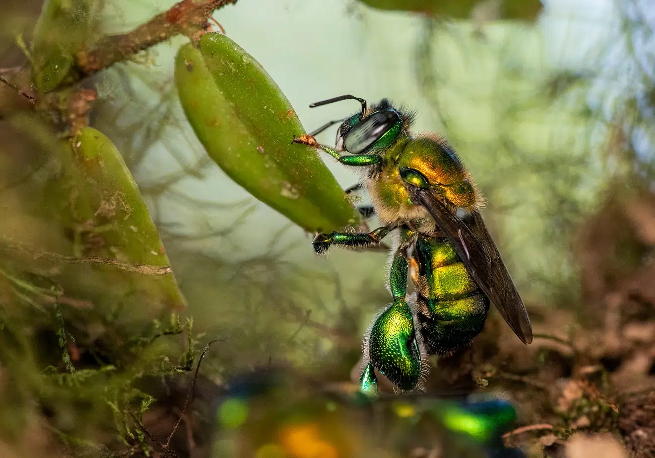 Orchid bee