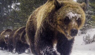 Grizzly bear attack on schoolchildren and teachers in Canada leaves 11 injured – The Irish Times