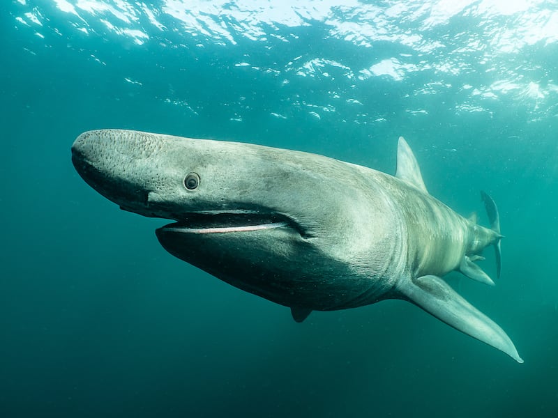 A basking shark off Co Clare. Photograph: Nigel Motyer