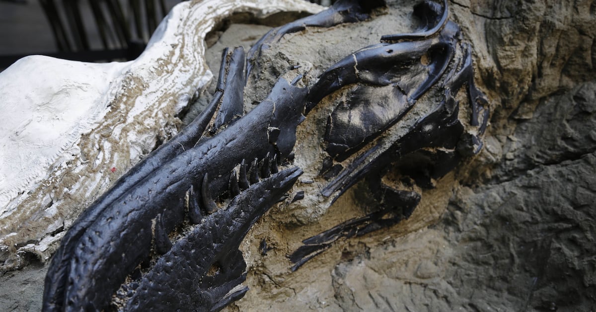 What is a nanotyrannus? New study reveals it is a species all its own – Deseret News