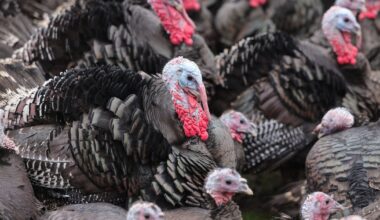 Meath commercial turkey flock tests positive for bird flu in second case this week – The Irish Times