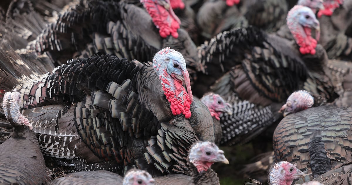 Meath commercial turkey flock tests positive for bird flu in second case this week – The Irish Times