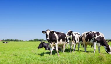 Provisional liquidators appointed to company operating farm – The Irish Times