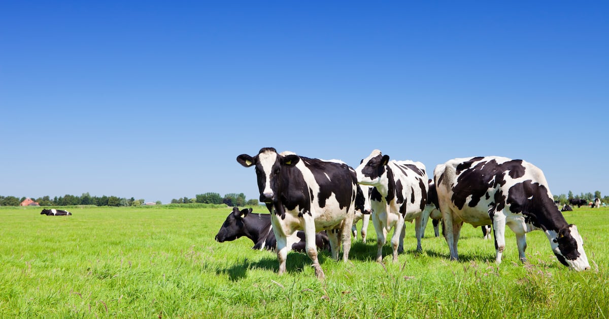 Provisional liquidators appointed to company operating farm – The Irish Times