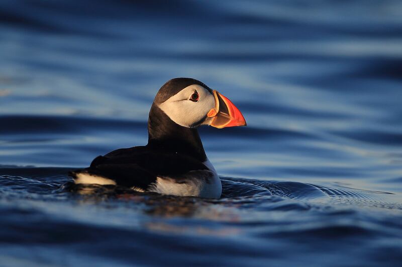 Two puffins were captured on camera coming out of a nesting burrow on grassy cliff ledges on the Isle of Muck this summer. Photograph: Ronald Surgenor/PA Wire