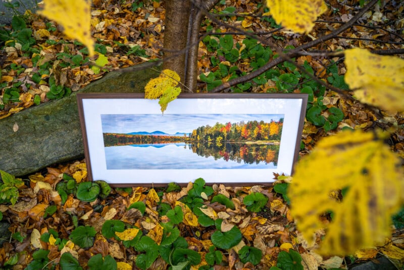 A framed landscape photograph of a lake and autumn trees rests on the ground amid fallen yellow leaves and green foliage, with tree branches and leaves in the foreground.