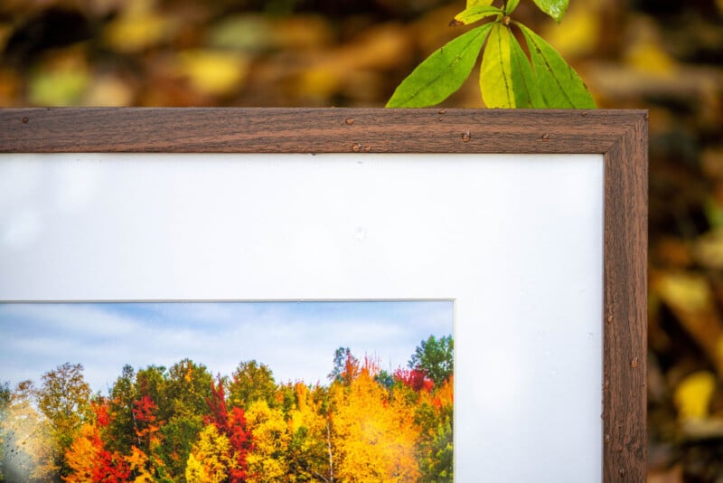 A close-up of a wooden picture frame displaying a photo of autumn trees with vibrant yellow, red, and green leaves. A green leaf from a nearby plant sticks out above the frame. The background is softly blurred.