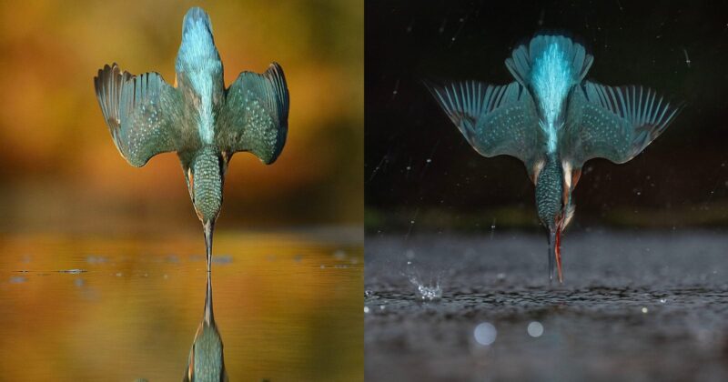 Two images side by side show a kingfisher diving straight into water with wings spread, once in daylight with a golden background and once at night with a dark, rainy scene.