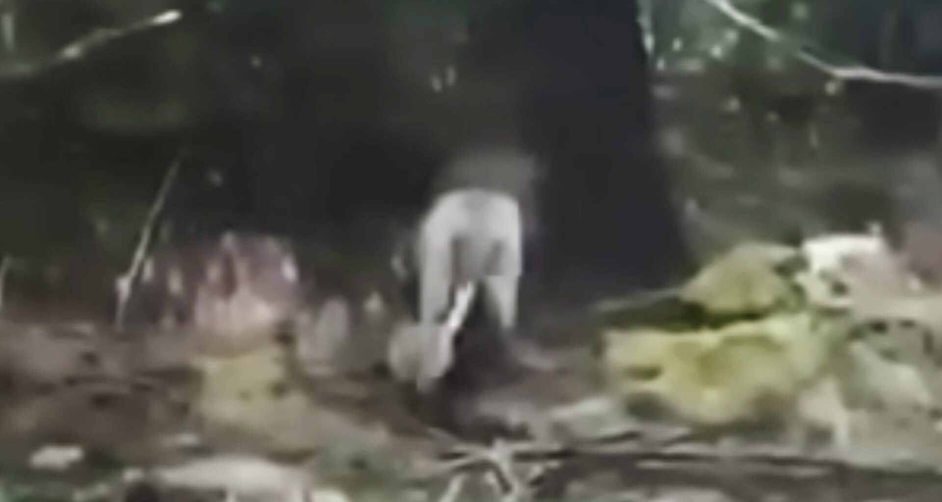 Viral "lion" apprehended by Gardaí in Clare