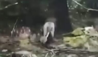 Viral "lion" apprehended by Gardaí in Clare