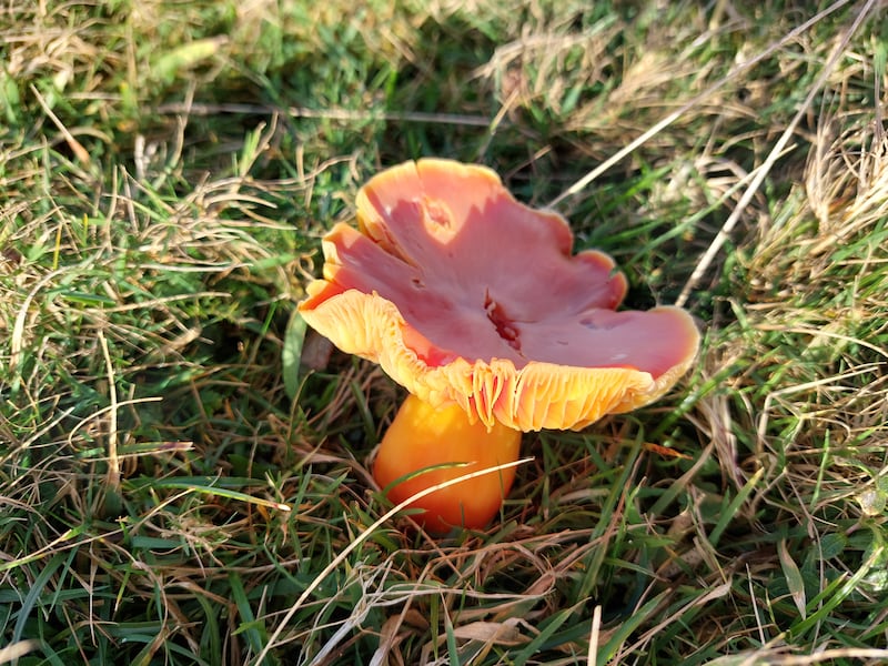 A waxcap