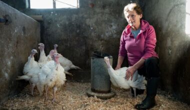 ‘The phone still rings with people wanting to know if I have any turkeys’ – End of an era as hand-reared birds no longer reach customers